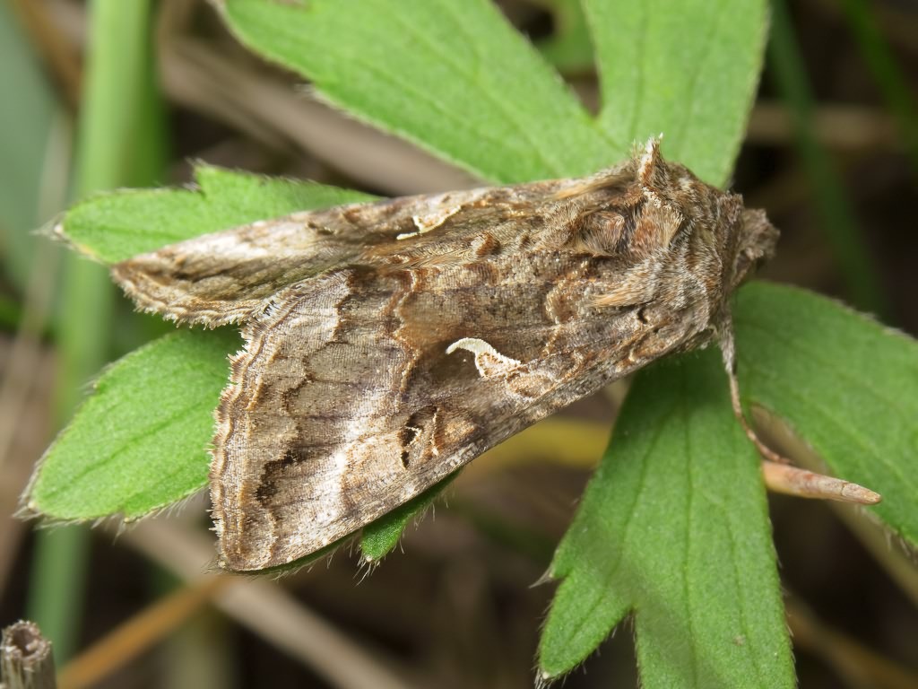 Autographa gamma (Linnaeus, 1758)